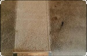 How to Hire a Carpet Cleaner to Spruce Up Your Floors